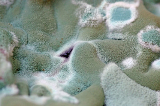 how to get rid of mildew smellHow to Get Rid of Mildew Smellmold sicknessremove mildew smell from carpetmildewWhat Causes Mildew Smell?Symptoms of Mildew SicknessWhat Causes Clothes to Get Mildew?How to Get Mildew Smell Out of Towels