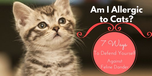 Am I Allergic to Cats-Determining If Your Allergic to Cats