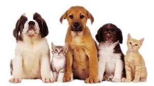 Best Air Purifier for Petsbest air purifier for pet danderbest air purifier for pet danderHEPA Air Filter Replacementhow to control pet dander in your home