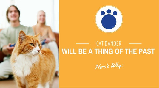 What Is Cat Dander?Learn How Cat Hair Gets into Our SystemRemoving Feline Fur From Your Home