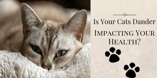 Is Cat Dander Impacting Your Health?
