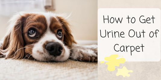 How to Get Urine Out of Carpetget dog urine smell out of carpethow to get urine out of carpethow to get urine out of carpetremove dog urine smell from carpetpet odor removal