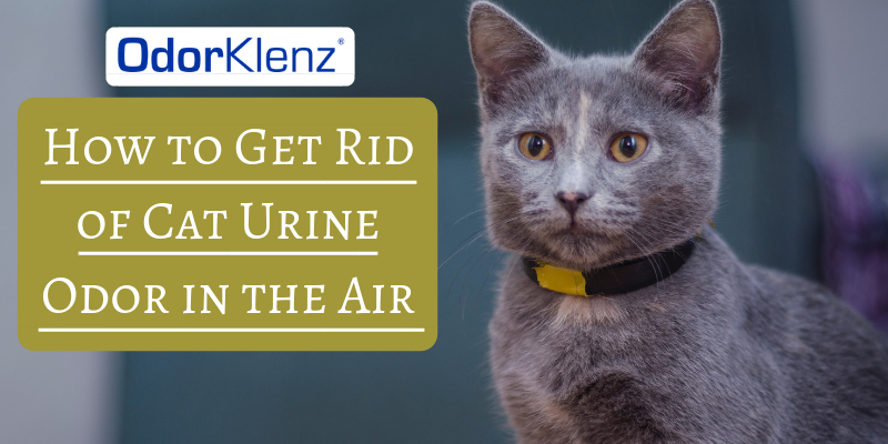 Get rid of cat urine odor clearance