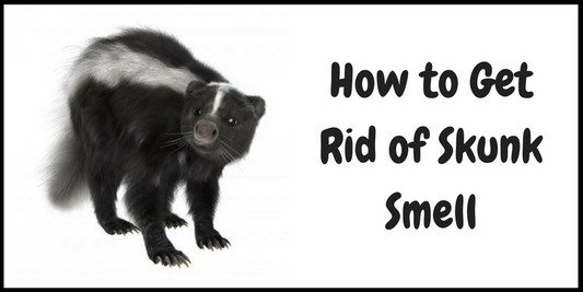 How to Get Rid of Skunk SmellWhy Do Skunks Spray