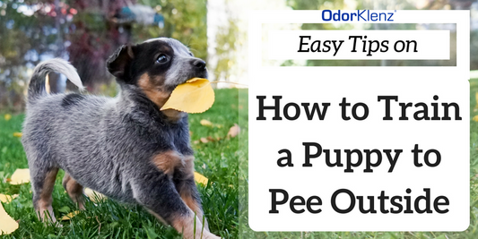 How to Train a Puppy to Pee OutsidePuppy Potty Training GuidePotty Training ProblemsPet Urine Eliminator Guide