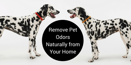 remove vomit odors from carpethow to neutralize vomit smellhow to get vomit out of carpetremove pet odors naturallydanger of toxic cleaning products with pets