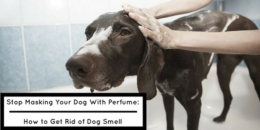 How to Get Rid of Dog Smelldog odor in houseget rid of dog smell in houseget rid of dog smell fro gooddog smells even after bathwhat causes dogs to smell bad