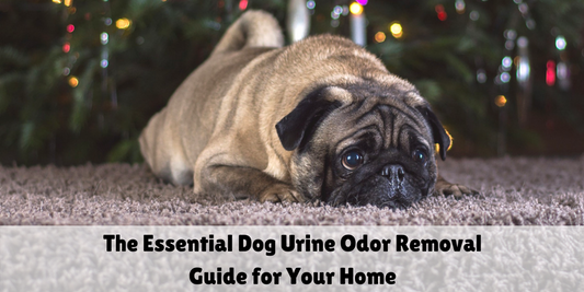 How to Remove Dog Urine Smell From Carpet