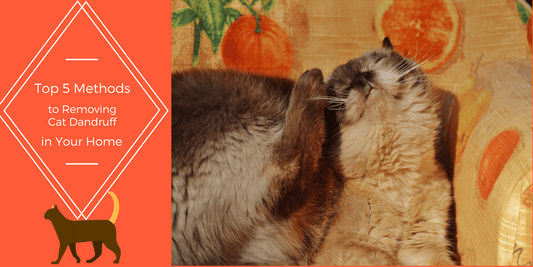 Top 5 Methods to Removing Cat Dandruff in Your Home