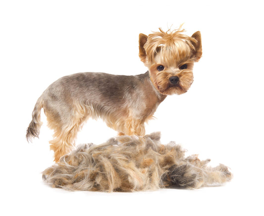 does pet dander make my home smell bad