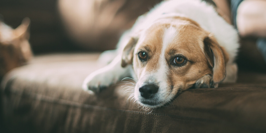 How to Get Dog Smell Out of HouseMy House Smells Like Dog