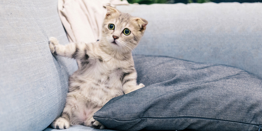 How to Get Rid of Cat Dander in New HouseWhat Causes Cat DanderHow to Treat Cat Dandruff & DanderGetting Rid of Cat Dander in New House
