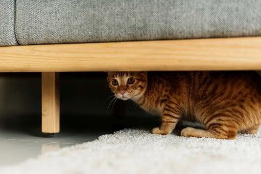 cat hiding under a piece of furnitureperson with gloves cleaning a spot on the carpet