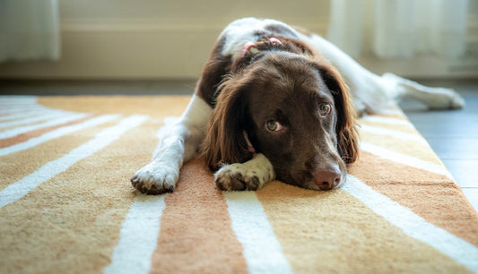 dog lying on a carpetdog sitting near a wet spot on the carpetperson cleaning stains from carpet fibers