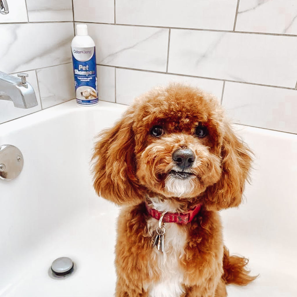 Shampoo for top toy poodle