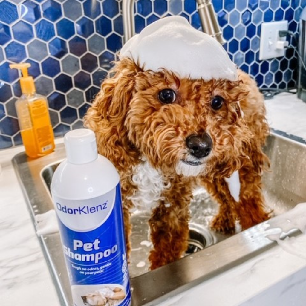 Dog shampoo 2024 for bad odor